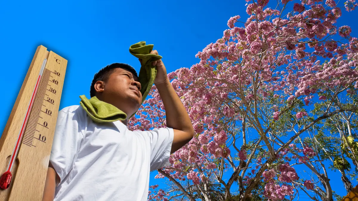 El cambio climático ha modificado la época de floración del maculís Foto: Canva/Alexis Álvarez