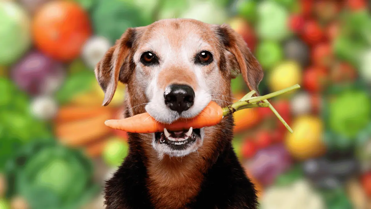 ¿Qué frutas pueden comer nuestras mascotas? Foto: Canva.