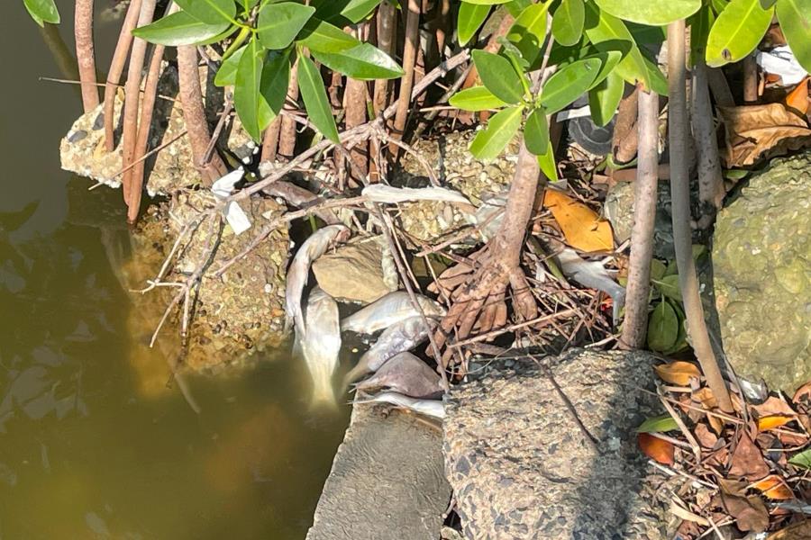 Mortandad de peces sobre la Laguna del Carpintero de Tampico