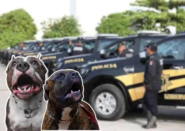 Perros pitbulls atacan a abuelita de 70 años en Progreso