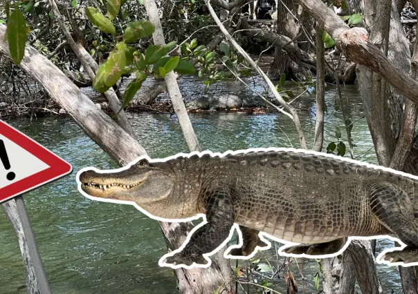 Balneario de Río Lagartos cierra por presencia de tres cocodrilos