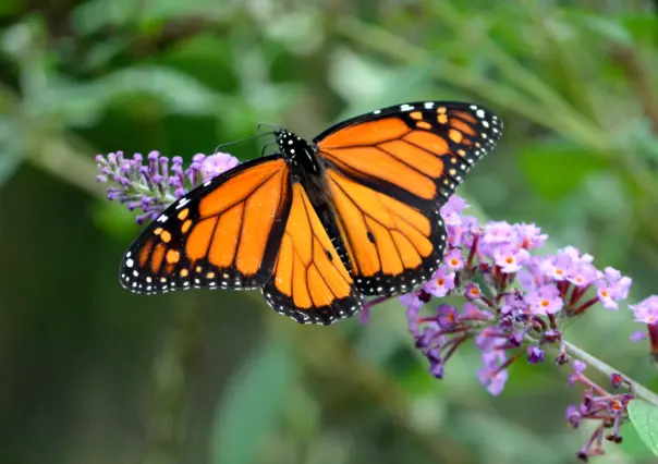 Conoce 4 santuarios de la Mariposa Monarca cerca de CDMX