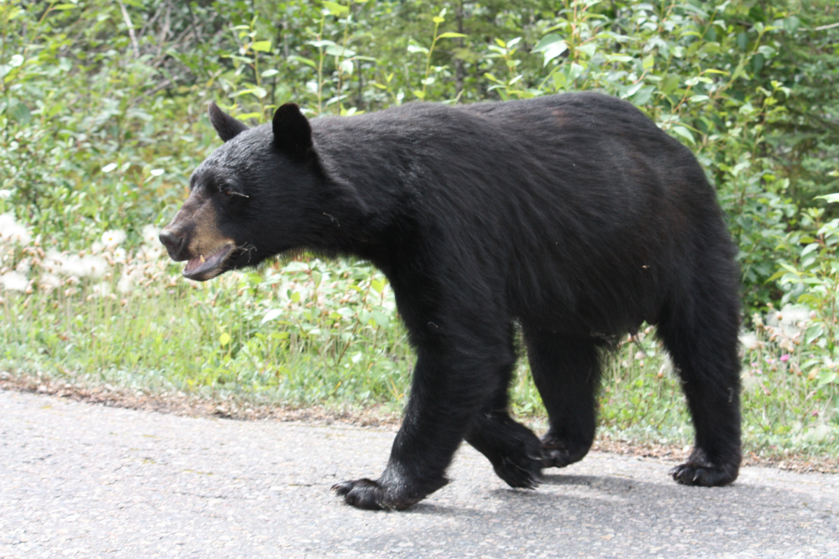 La Comisión de Parques y Biodiversidad informó sobre la reintegración de una familia de osos negros americanos a su hábitat natural luego de 4 meses de rehabilitación en el zoológico Tamatán de Ciudad Victoria. Foto: CANVA