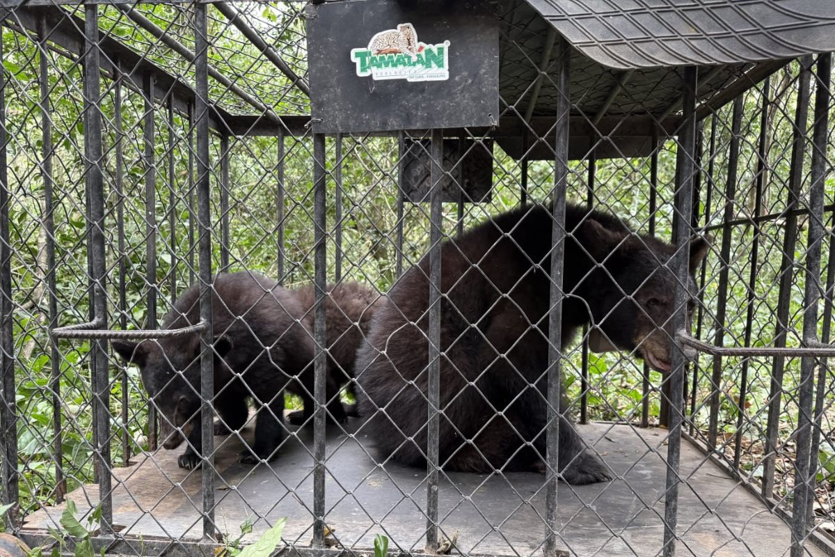 La familia de osos fue rescatada luego de ser reportada cerca de la zona urbana de Ciudad Victoria. Foto: Daniel Espinoza