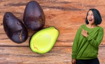 Aguacate criollo en Coahuila; ¿cuáles son sus beneficios para la salud?