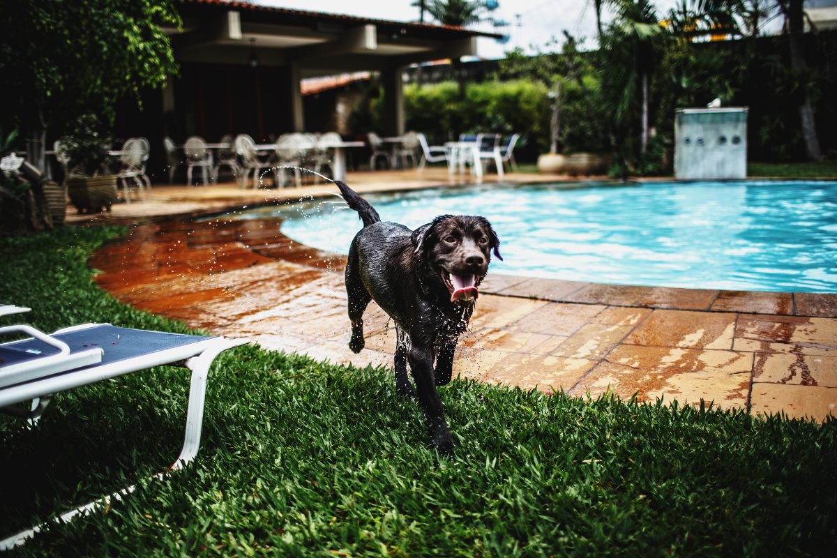 Si tu plan es llevar a tu perro a la alberca, toma en cuenta las siguientes recomendaciones. Foto: Canva