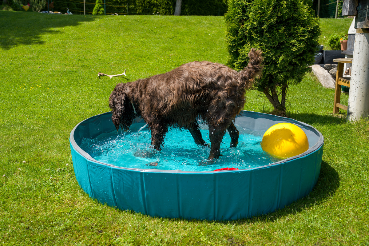 Una alternativa para tu mascota es usar albercas más chicas y libres de cloro. Foto: Canva