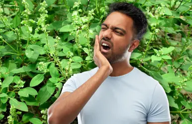 Pool kuts, la planta yucateca para quitar el dolor de muelas y eliminar verrugas