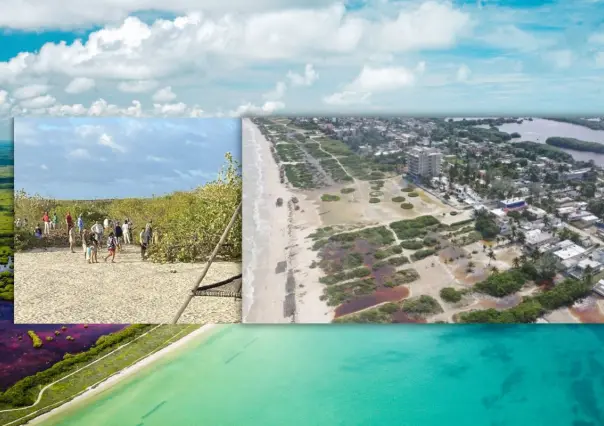 Denuncian en redes sociales tala ilegal de manglares en Sisal