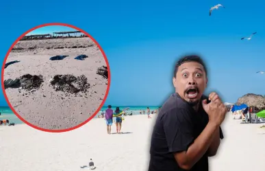 ¿Ritual en playa de Sisal? Hallan aves muertas a la orilla del mar