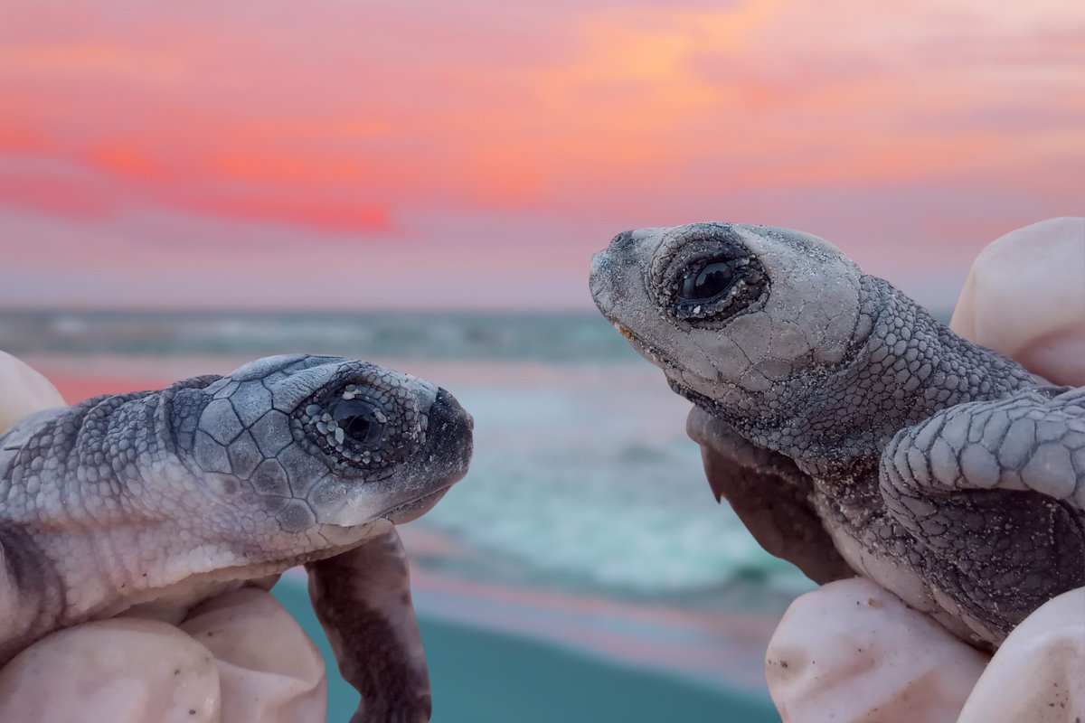 Foto: Grupo Tortuguero Todos Santos A.C - Facebook / Canva