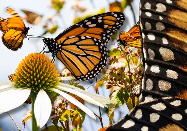 ¡La más bella! Mariposa monarca: animal migrante que recorre México, Estados Unidos y Canadá