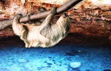 ¿Dónde está el cenote de Yucatán en el que hallaron restos de un perezoso gigante?