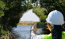 Se han perdido 5 mil hectáreas de manglar en Yucatán Se han perdido 5 mil hectáreas de manglar en Yucatán