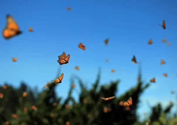 Mariposa Monarca en Coahuila, ¿por cuáles municipios se podrá observar su paso migratorio?