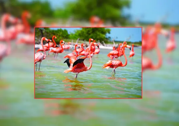 Flamencos en Yucatán: amenazas y soluciones ante la infraestructura eléctrica 