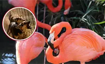 Reportan incremento de ataques de perros callejeros a flamencos en costas de Yucatán