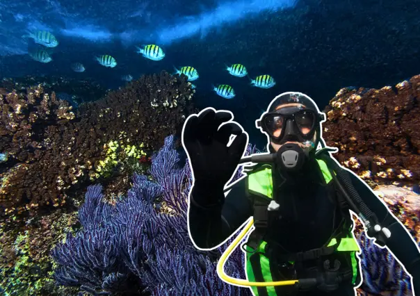 Descubre los arrecifes de coral de Isla Espíritu Santo, un paraíso marino en BCS