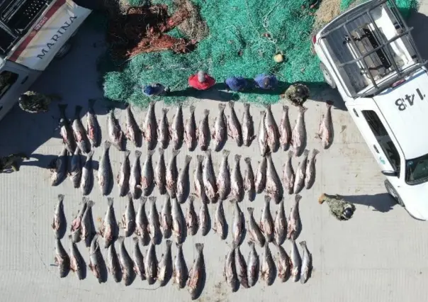 Armada de México devuelve al mar 17 totoabas y  aseguran redes ilegales de pesca en Baja California