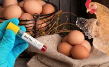 Gripe aviar: ¿Es seguro comer pollo y huevo tras aumento de casos?