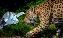 Con ayuda de IA, Yucatán lidera conservación del jaguar en América Latina