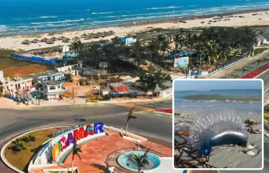 Semana Santa concluye con saldo blanco en Playa Miramar; picaduras de medusa, lo más atendido