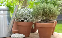 Herbolaria en Durango: 3 plantas medicinales endémicas que puedes cultivar en casa