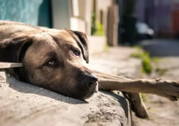 ¿Cómo puedes denunciar maltrato animal en Tamaulipas? 