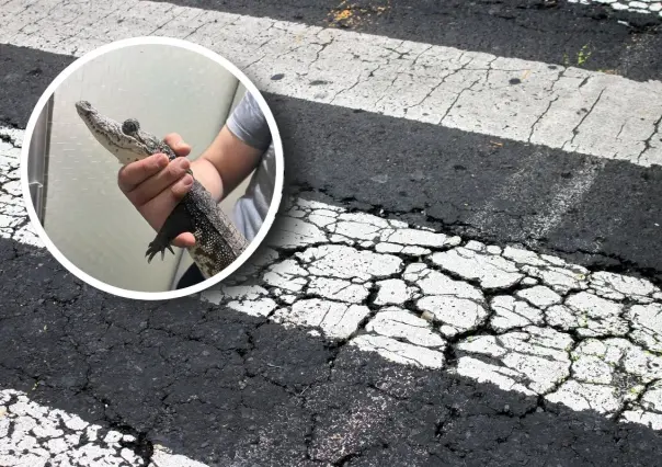 Capturan cocodrilo suelto en calles de Saltillo, paseaba en la colonia Oceanía