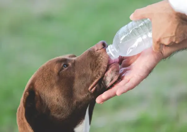 ¿Cómo cuidar a tus mascotas del calor extremo en Tamaulipas?