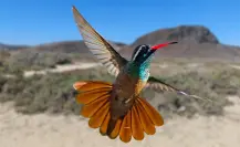 3 rutas ideales para el aviturismo en Baja California Sur