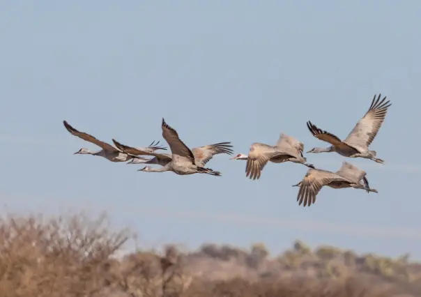 La increíble ruta migratoria de aves canadienses que llegan a esta laguna de Durango