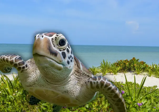 Inició la temporada de anidación de tortugas en Yucatán:  estas son las recomendaciones