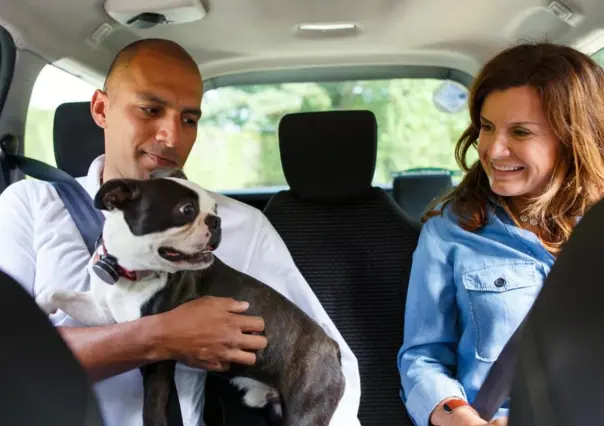 Uber Pet llega a Monterrey para que viajes con tu perro o gato cómodamente