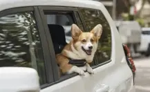 Uber Pet en CDMX: así puedes viajar con tu mascota sin gastar mucho dinero Uber Pet en CDMX: así puedes viajar con tu mascota sin gastar mucho dinero