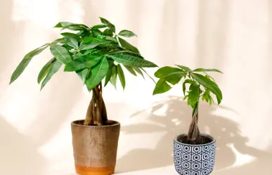 ¡No es el árbol de jade! Pero esta planta traerá la prosperidad a tu jardín