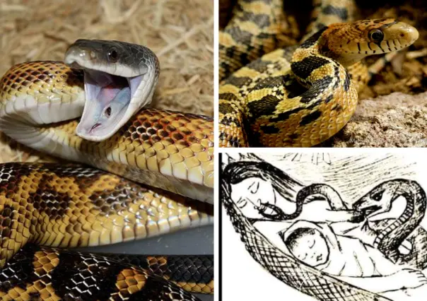 Animales nativos en Coahuila; alicantes, ¿por qué se dice que robaban leche materna?