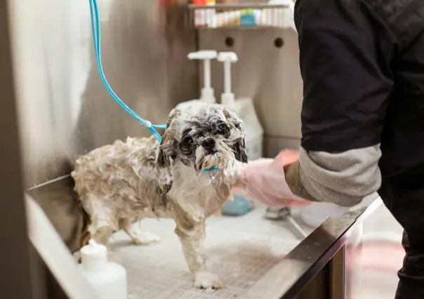5 consejos para evitar que la ola de calor afecte a tus mascotas