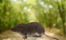 El animal nativo de Durango que está entre los mamíferos más pequeños del mundo