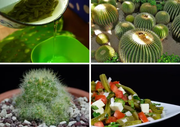 Los 4 usos principales del cactus en Tamaulipas