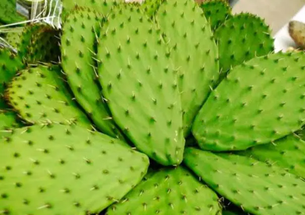 Este cactus de Tamaulipas puede ser utilizado para dolencias, control de diabetes y colesterol
