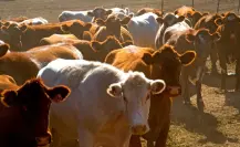 Así frenarán el avance del gusano barrenador hacia Tamaulipas Así frenarán el avance del gusano barrenador hacia Tamaulipas