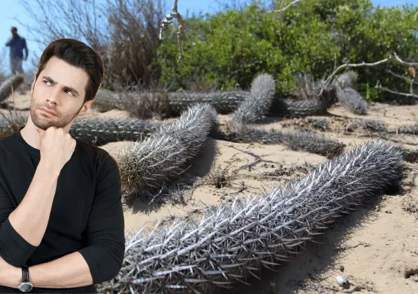 Estos son los 6 cactus que solo crecen en Baja California Sur