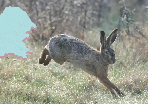 Animales nativos de Coahuila: Estos son los 3 más rápidos