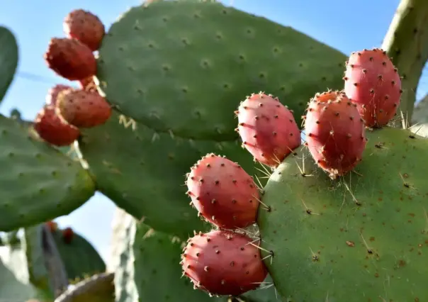 El fruto del cactus más común de Tamaulipas y sus beneficios para la salud