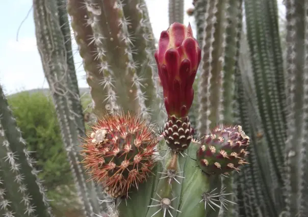 Los múltiples usos de la exótica pitaya, fruto de los cactus nativos de Tamaulipas