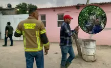 VIDEO | Puma ingresa a domicilio del poblado 5 de Mayo; montan operativo para capturarlo y reubicarlo