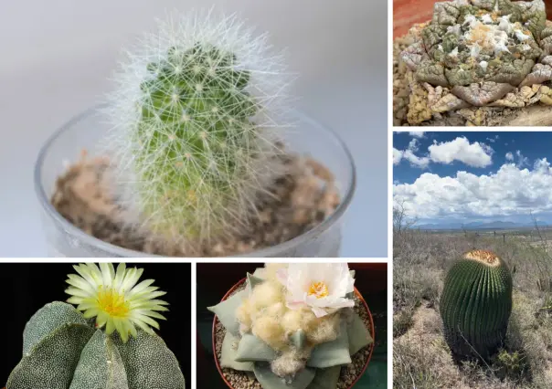 5 cactus nativos de Tamaulipas que son los favoritos de los coleccionistas