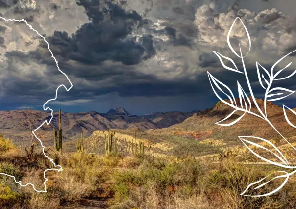 Esta es la planta nativa de Coahuila que enamora con su aroma