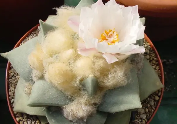 Descubre el cactus más hermoso de Tamaulipas, elegido por IA
